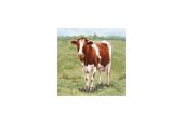 Tableau Fourrure Vache Rouge 40x40cm dans cadre en bois blanc