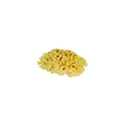 Natuurlijke Zeespons ca. 10-11,5cm