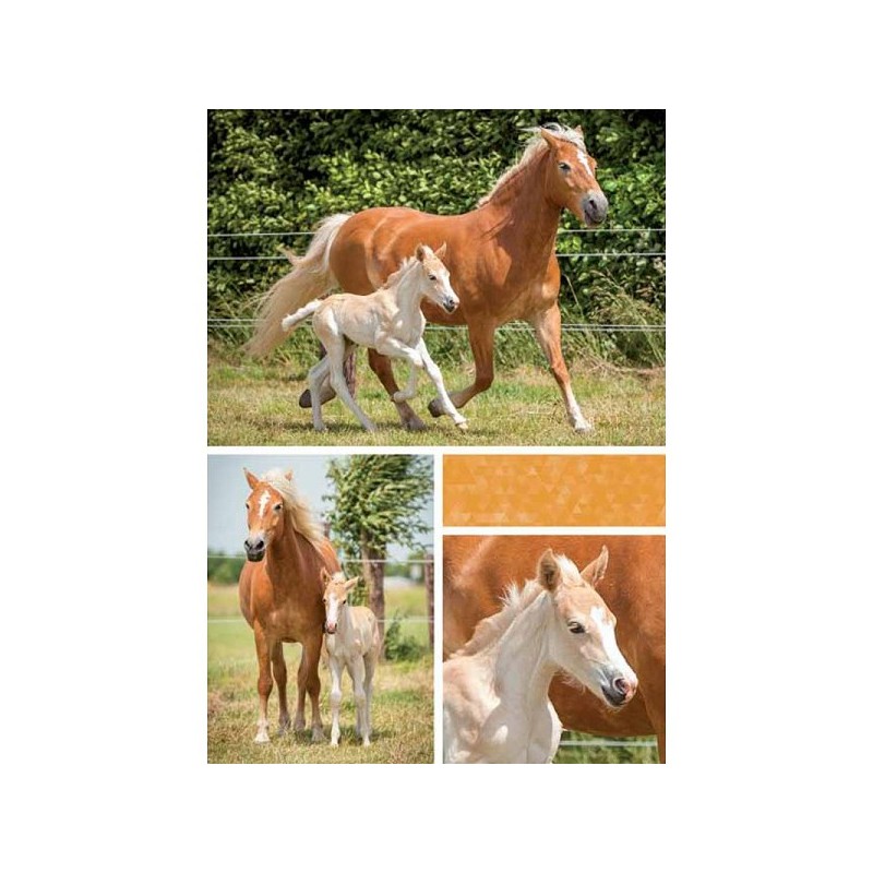 Wenskaarten blanco dier pakje a 10 stuks met envelop