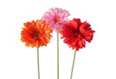 Boltze Home Decotak Gerbera 65cm verkrijgbaar in Roze, Fuchsia of Oranje