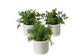 Boltze Home Plante Eucalyptus en pot en pierre H17cm Dia15cm