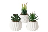 Boltze Home Kunstplant vetplant in stenen pot wit H15cm B7cm