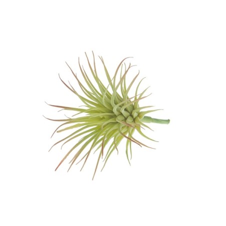 Dijk Natural Collections  Kunstplant decoratief 7,5x6cm 5 stuks