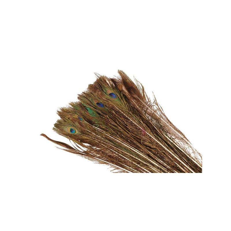 Plume de Paon Basic longueur 100-110cm (par 10 pièces)