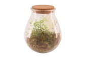 Dijk Natural Collections Vase en verre avec plante artificielle Ø19,5x23,5cm