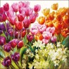 Serviettes Ambiente 25x25cm Tulipes 20 pcs