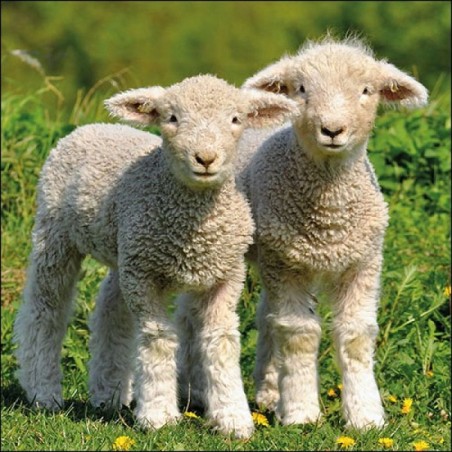 Ambiente Servetten 33x33cm Two Lambs 20 stuks