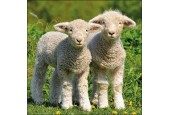 Ambiente Servetten 33x33cm Two Lambs 20 stuks