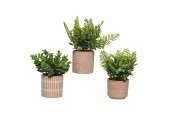 Decoris Kunstplant groen varen/vetplant 9x9x18cm 3 assorti