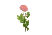 Decoris Kunstbloem Ranonkel blooem met knopje  polyester 8x10x57cm zacht roze