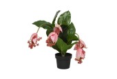 Decoris Kunstplant Medinilla in pot 49x50x42cm