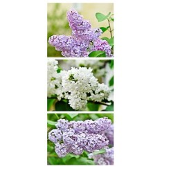 Banner Emily bloemen 75x180cm