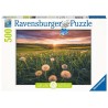 Ravensburger Puzzle Pissenlits au coucher du soleil - Puzzle - 500 pièces