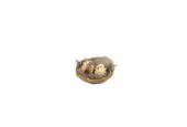 Deco Nest met kwartel eitjes en veren 6 stuks in verpakking Ø7cm
