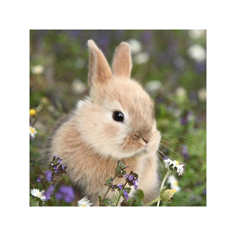 Serviettes Duni Bunny in Field 33x33cm tissu 3 épaisseurs FSC paquet de 20 serviettes