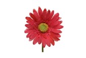 Gerbera en soie sur tige Fuchsia 50cm