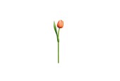 Tulp hout oranje/wit 35cm